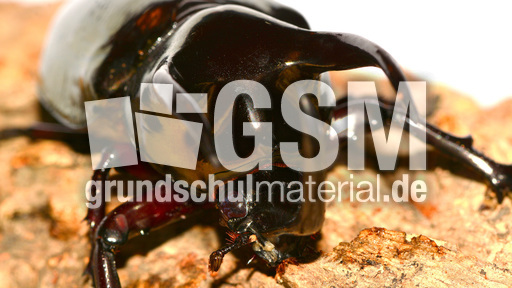 Dreihornkäfer (06).jpg